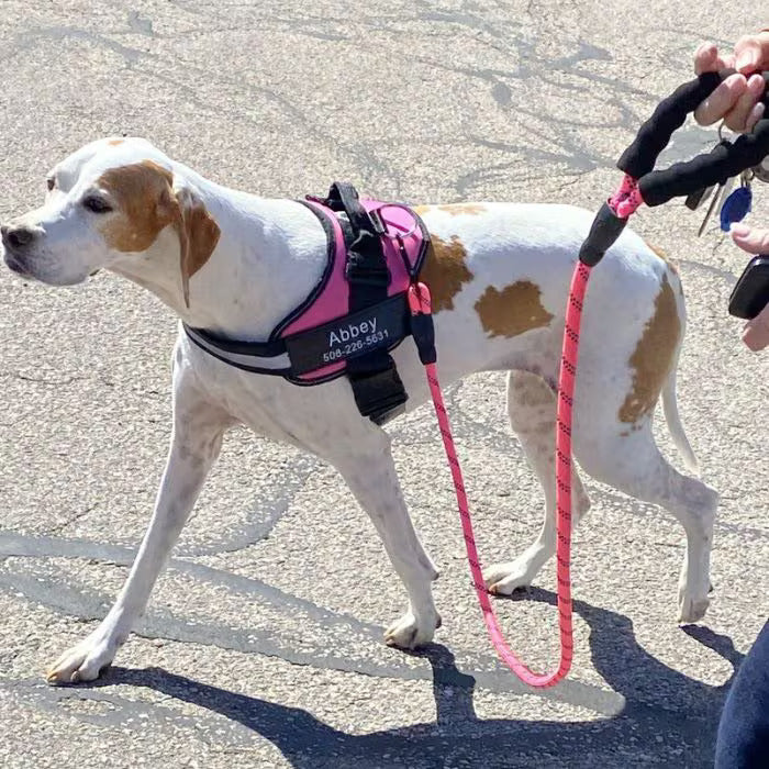 Joggypaws Essential Dog Harness