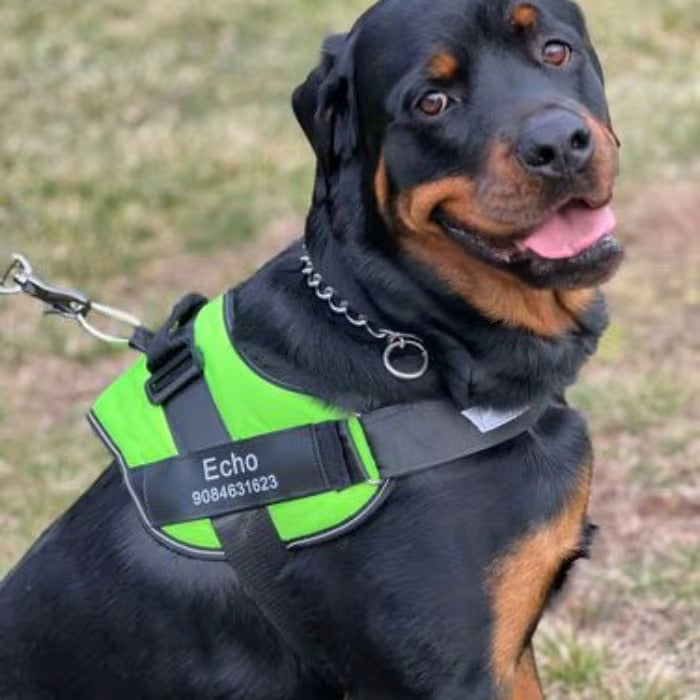 Joggypaws Essential Dog Harness