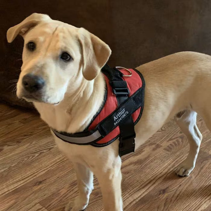 Joggypaws Essential Dog Harness