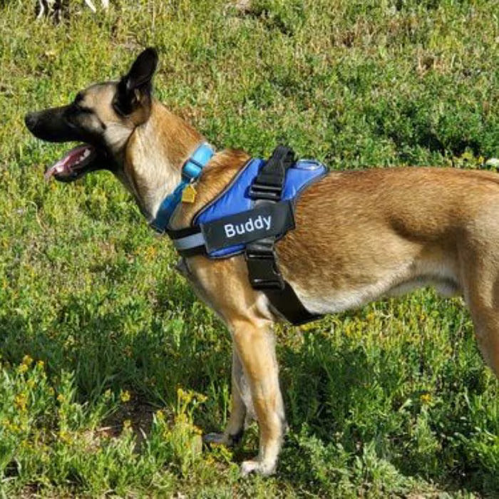 Joggypaws Essential Dog Harness