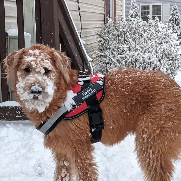 Joggypaws Essential Dog Harness